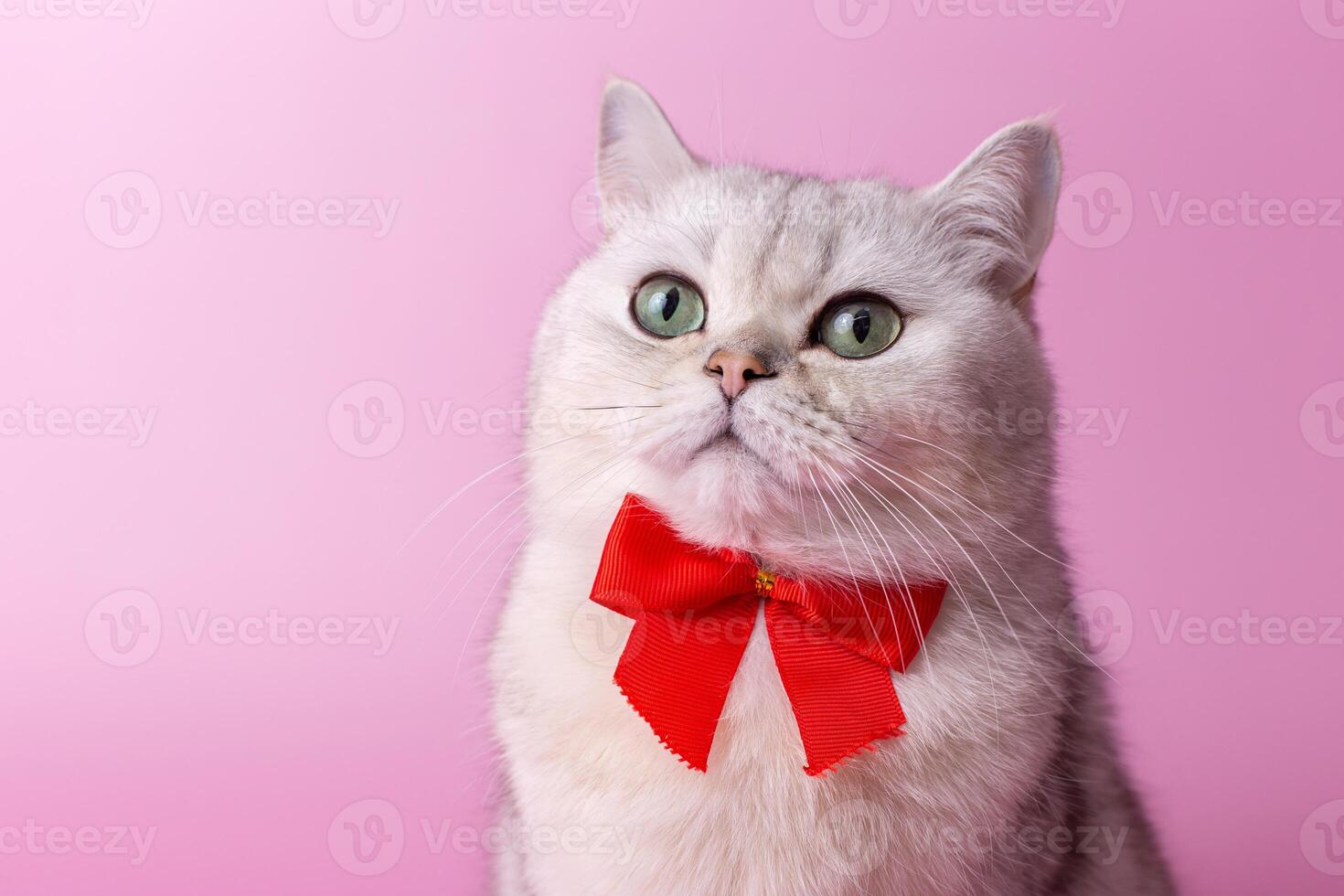 Portrait of white British cat, with a red bow on her chest, on a pink background,looks up photo