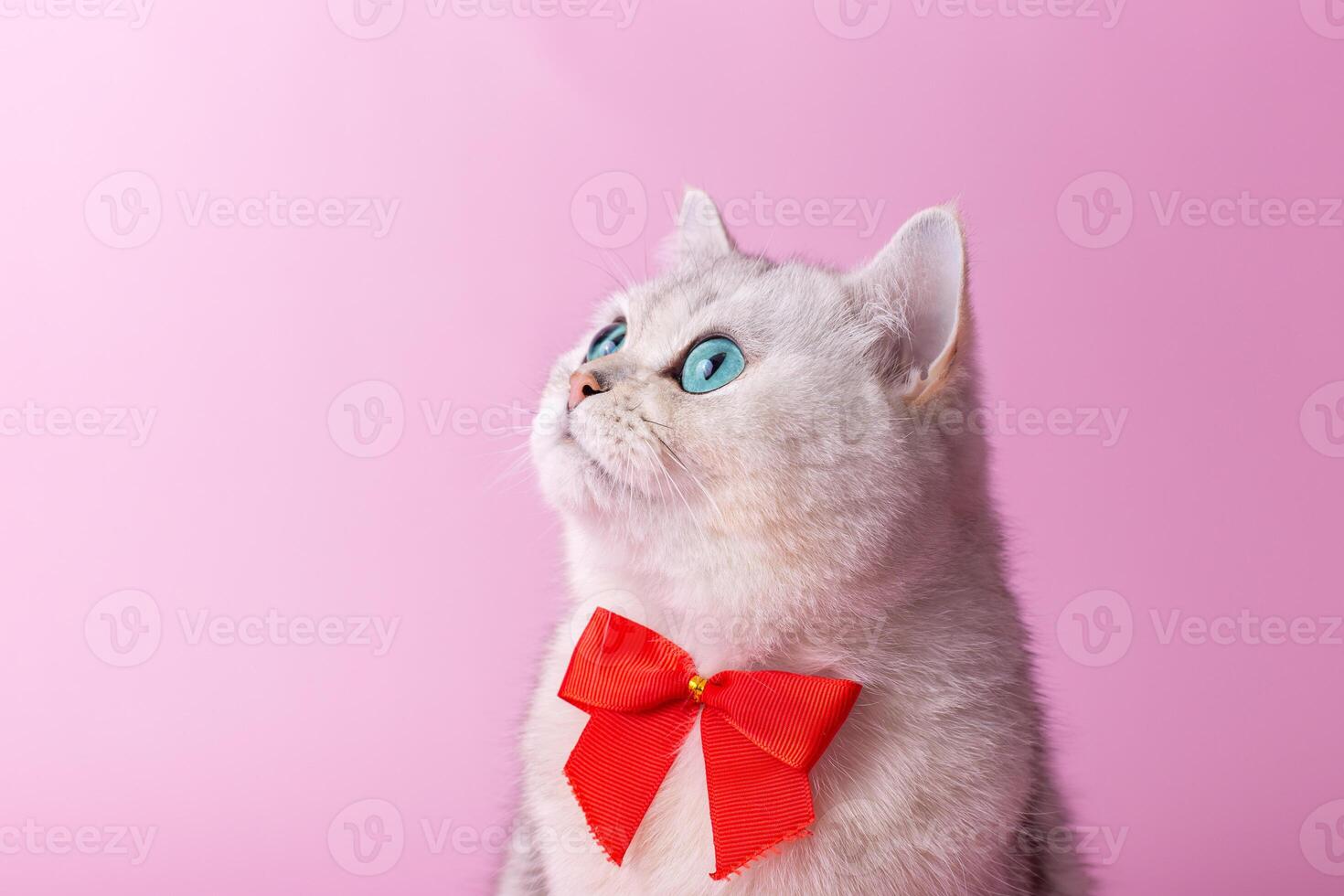 white British cat, with a red bow on her chest, sitting on a pink background,looks up photo