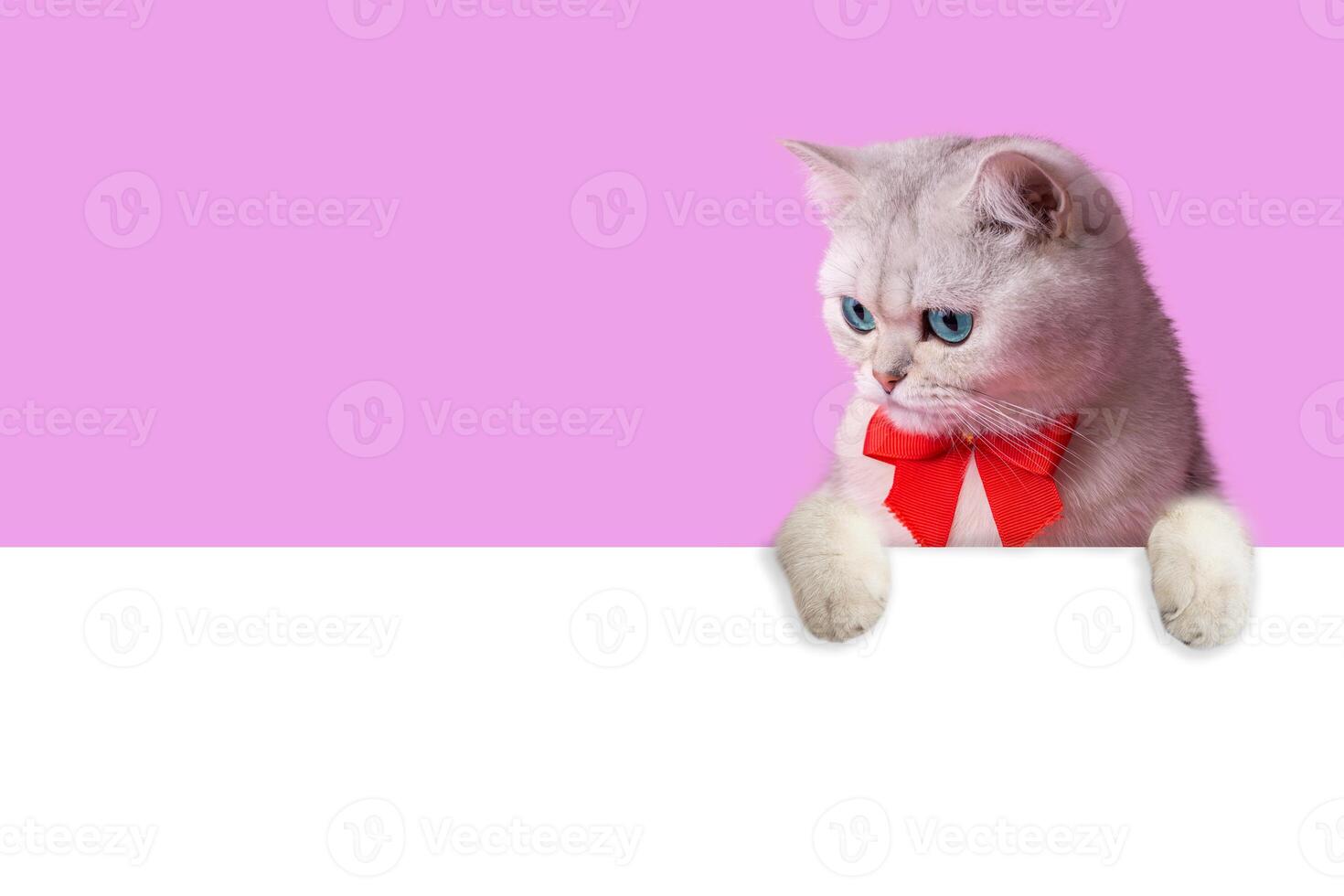 A white cat with red bow around its neck, peeks out from behind a white empty banner photo