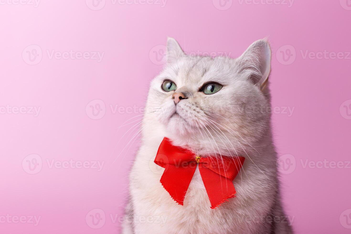 Head of arrogant British white cat, with a red bow on her chest, on a pink background,looking away photo