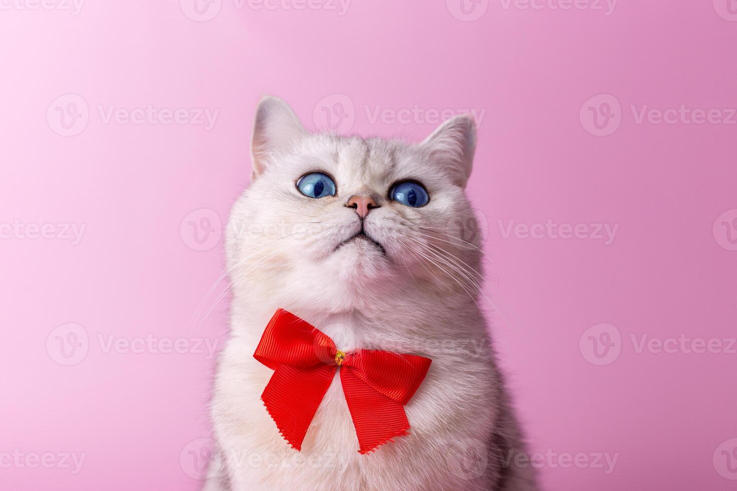 Funny portrait of surprised white British cat, with a red bow on her chest, on a pink background photo