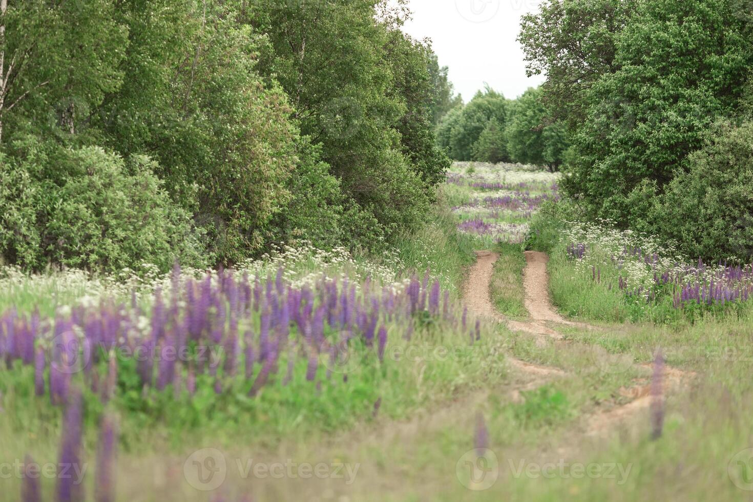 Tranquil dirt path through lush green meadow and purple lupine blooms photo