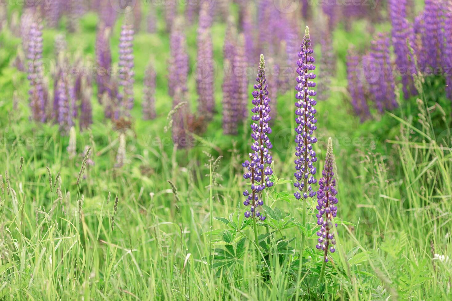 Lupine flowers in bloom in a lush green field during springtime photo