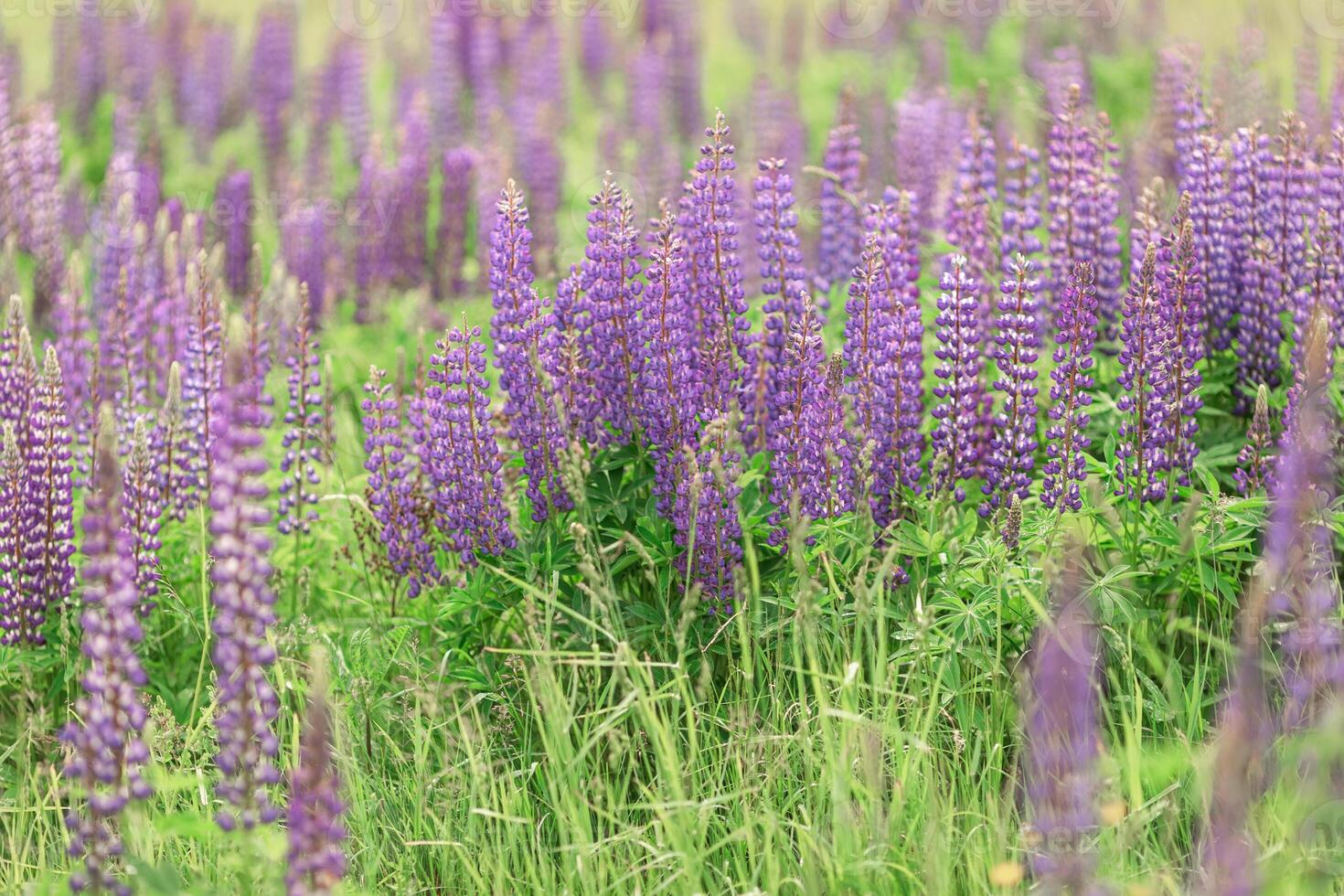 Vibrant purple lupines in blooming meadow with lush green foliage photo