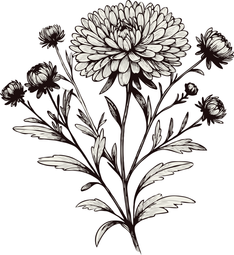 Chrysanthemum Botanical Art. Hand Drawn flowers, line art floral, leaves black and white illustration, Aster, dahlia, flower set of decorative elements of plants stylized drawing. Botany Collection png