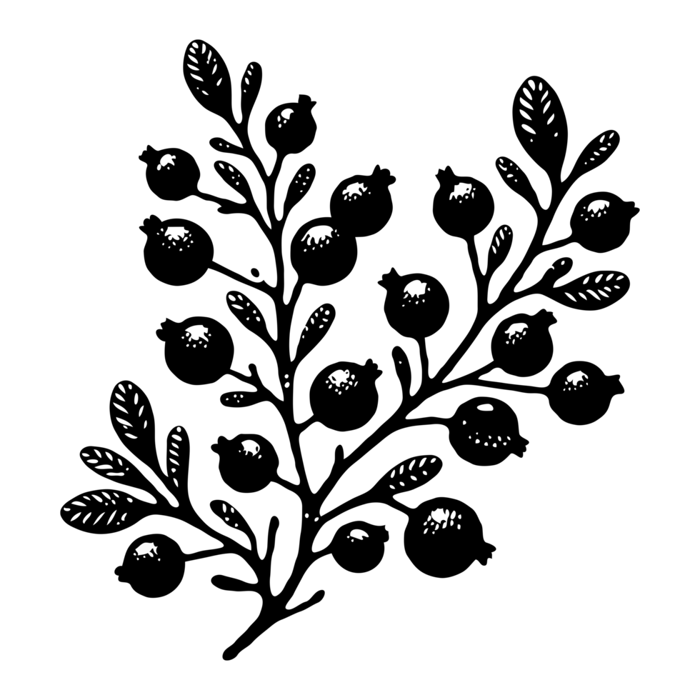 Set Hand drawn on currant branch with berries and leaves, black and white hand drawn Plant illustration in sketch style, Blueberry berry ink art. Botanical illustrations Floral Branches drawing. png