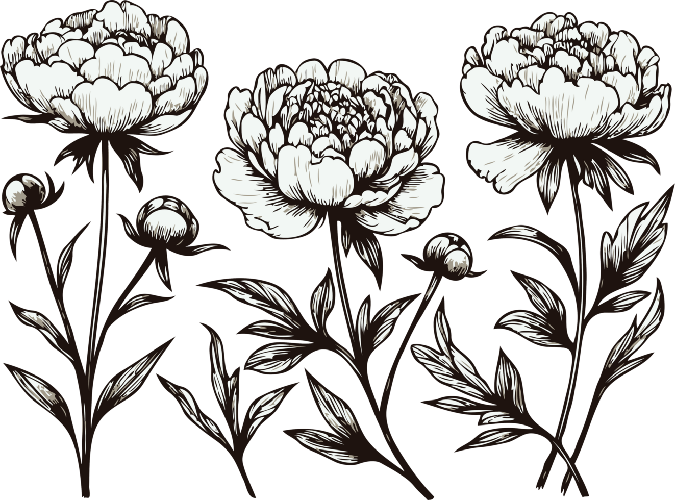 Illustrative Peony Outlines. Hand Drawn Set Of Contour Spring Flowers, Line Art Floral, Leaves Drawing, Black And White Illustration Vintage, Hand-Drawn Decorative Elements Of Plants Stylized Bouquet png