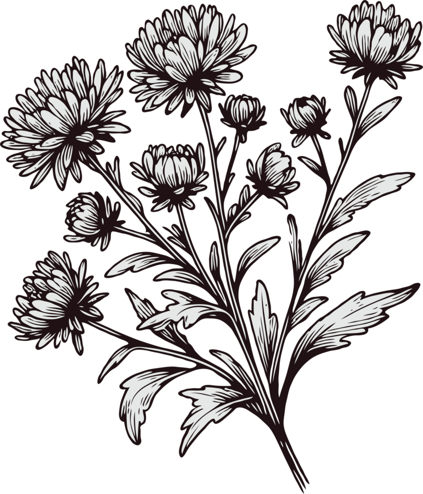 Chrysanthemum Flower Pen Drawings. Hand Drawn flowers, line art floral, leaves black and white illustration, Aster, dahlia, flower decorative elements of plants stylized drawing. Botany Collection png