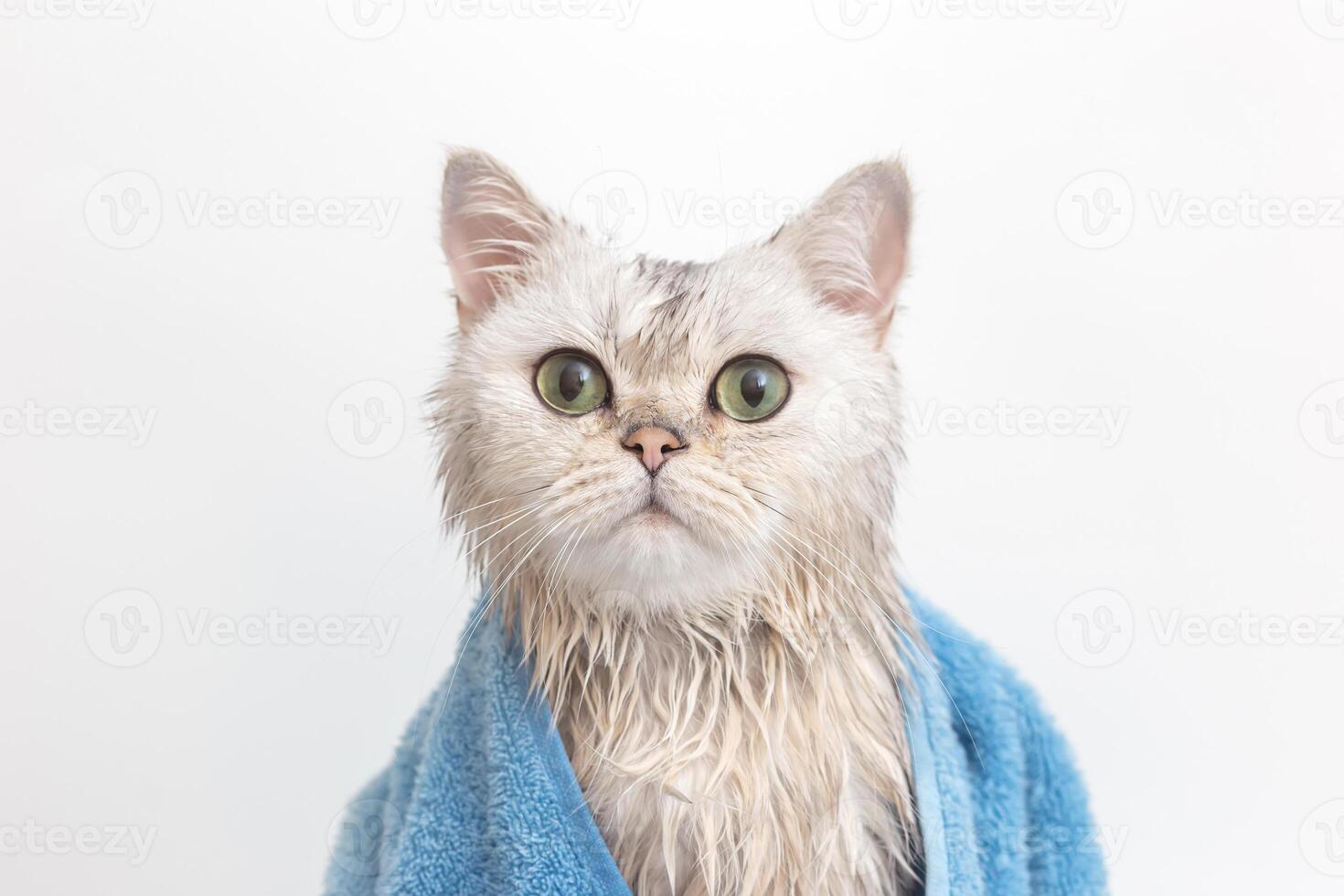 Funny wet white cute cat, after bathing, wrapped in a blue towel photo