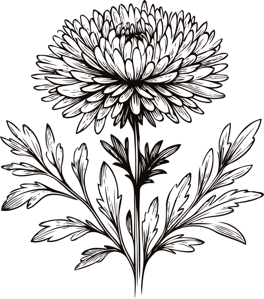 Modern Chrysanthemum Artwork. Hand Drawn flowers, line art floral, leaves black and white illustration, Aster, dahlia, flower set of decorative elements of plants stylized drawing. Botany Collection png