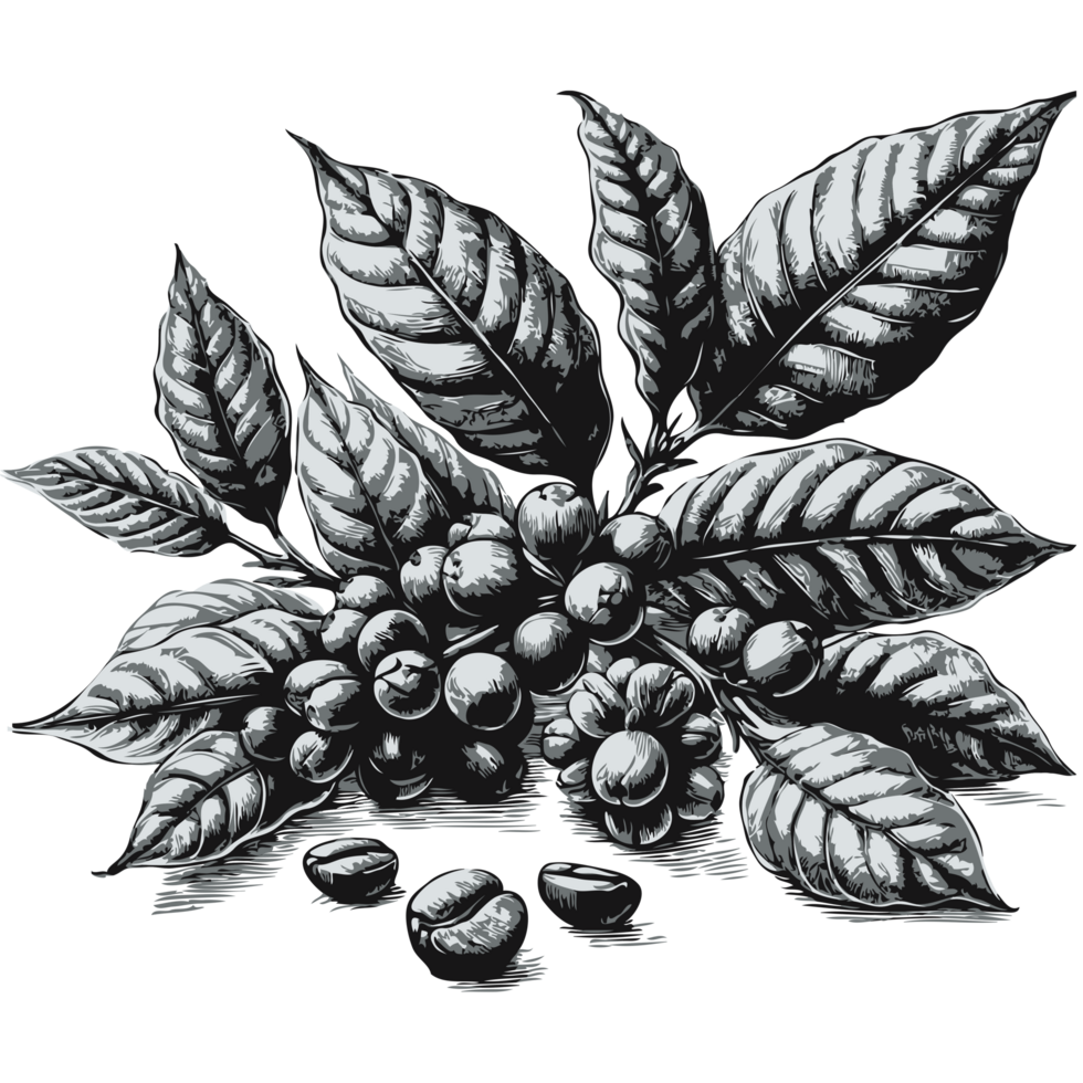 A drawing of a bunch, Hand-drawn Coffee beans on branch, black and white hand drawn Plant illustration in sketch style. Botanical illustrations Floral drawing. png