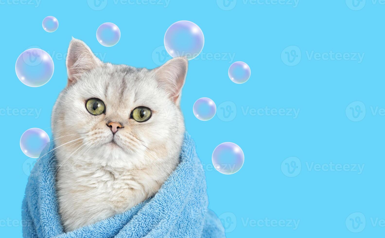 A charming white cat, after bathing, wrapped in a blue towel, on a blue background with soap bubbles photo