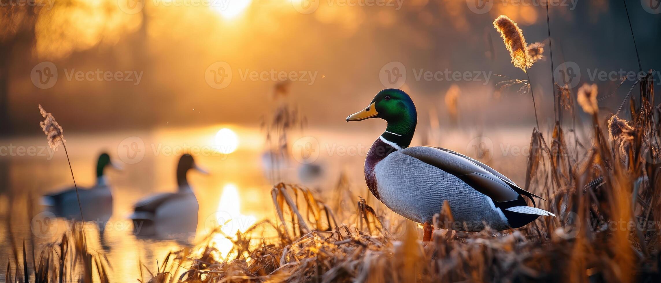 A serene sunset scene featuring mallard ducks near a tranquil waterway, surrounded by tall grasses and warm golden light. photo