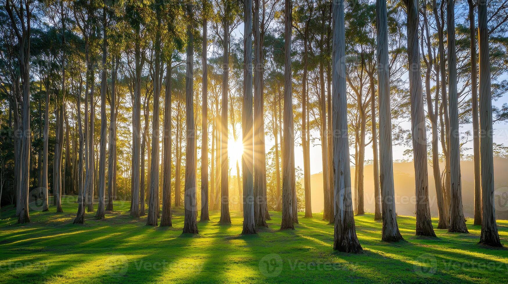 A serene forest scene with tall trees bathed in warm sunlight, casting long shadows on the lush green grass. photo