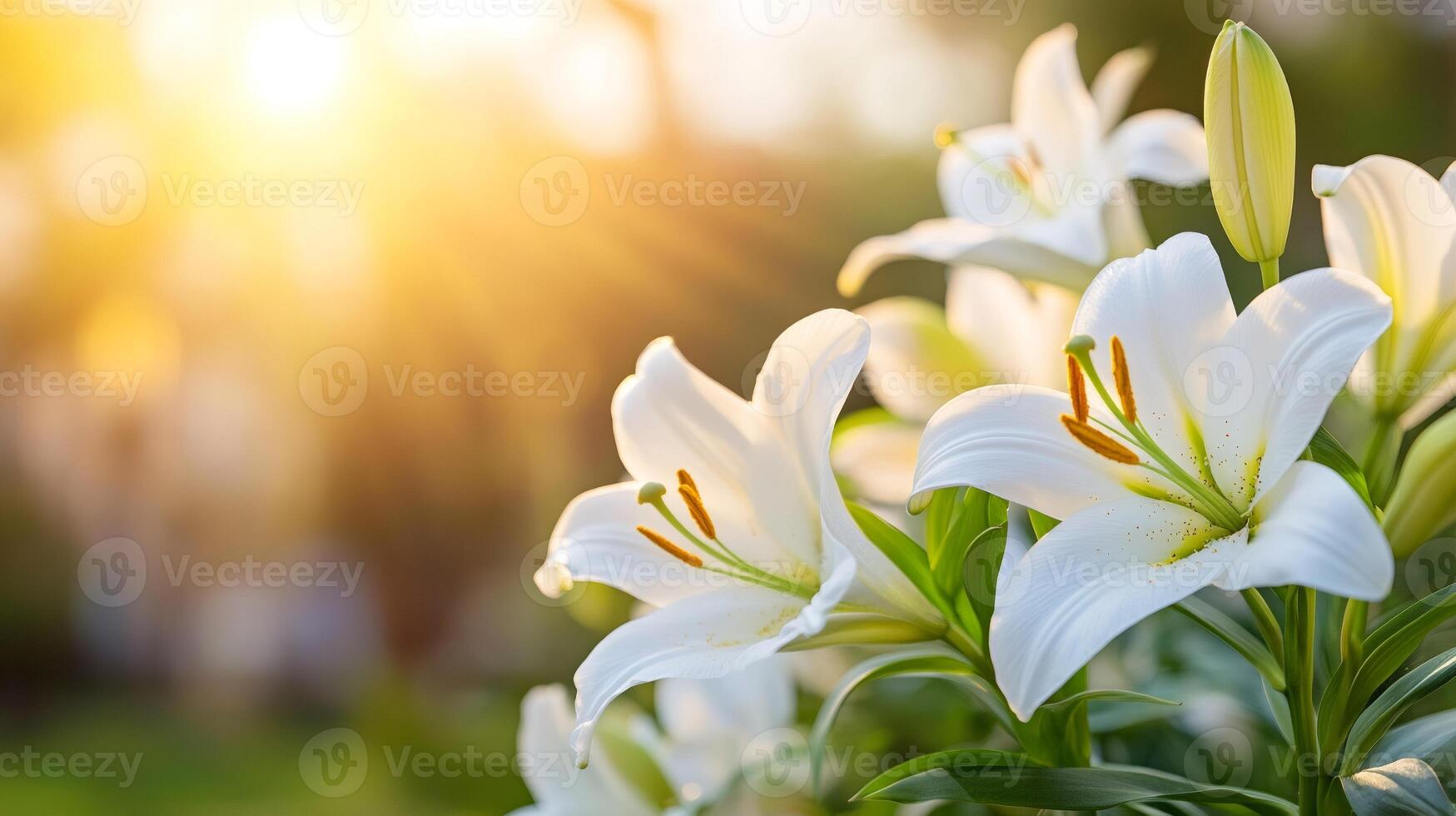 Delicate white lilies blooming in warm sunset light photo