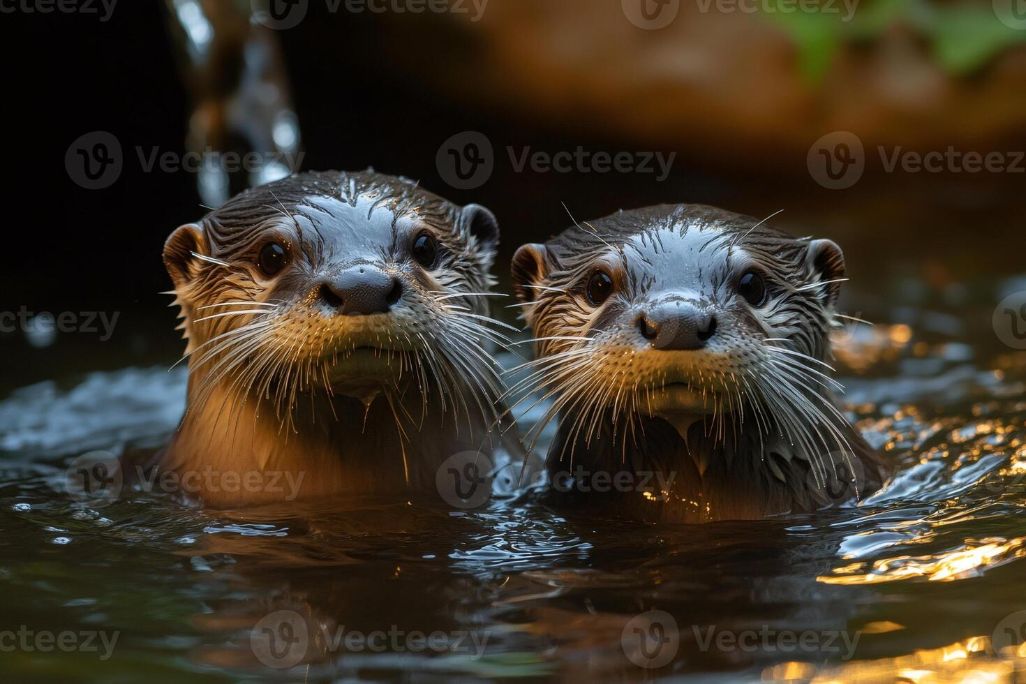 Two oriental small-clawed otters swimming and emerging from dark water photo