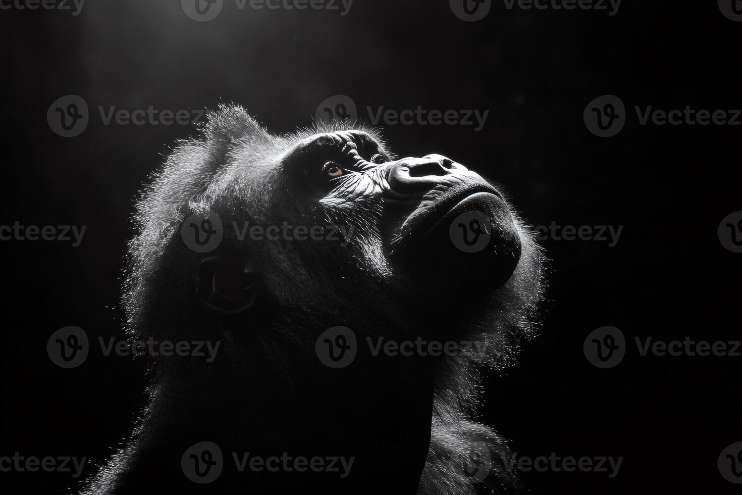 Majestic gorilla looking up in the dark with light beam shining on its face photo