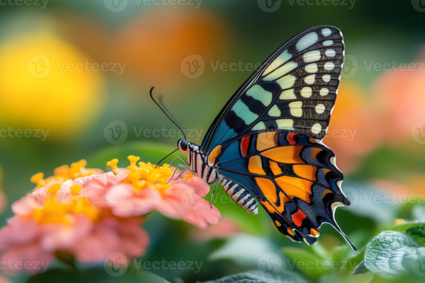 Colorful butterfly feeding on pink flower in spring garden photo