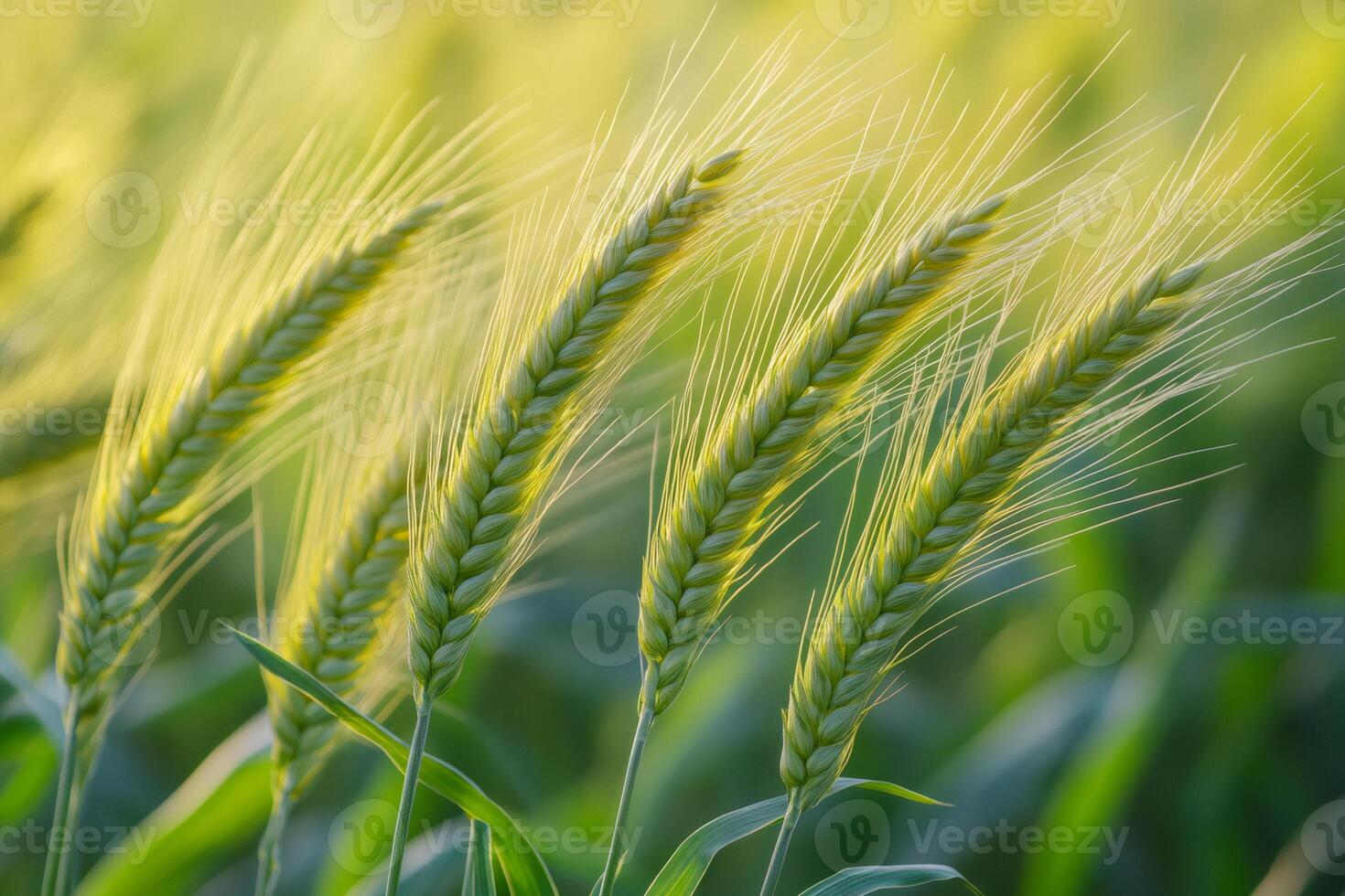 Green wheat growing in field under sunlight photo