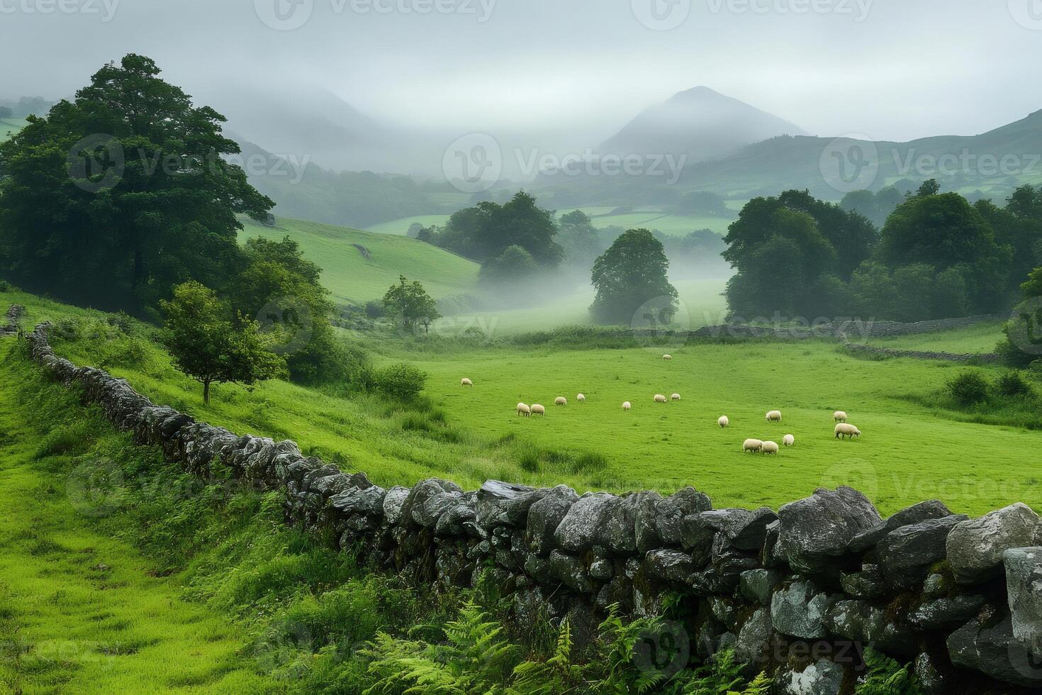 Sheep grazing in a green field in the Lake District National Park photo