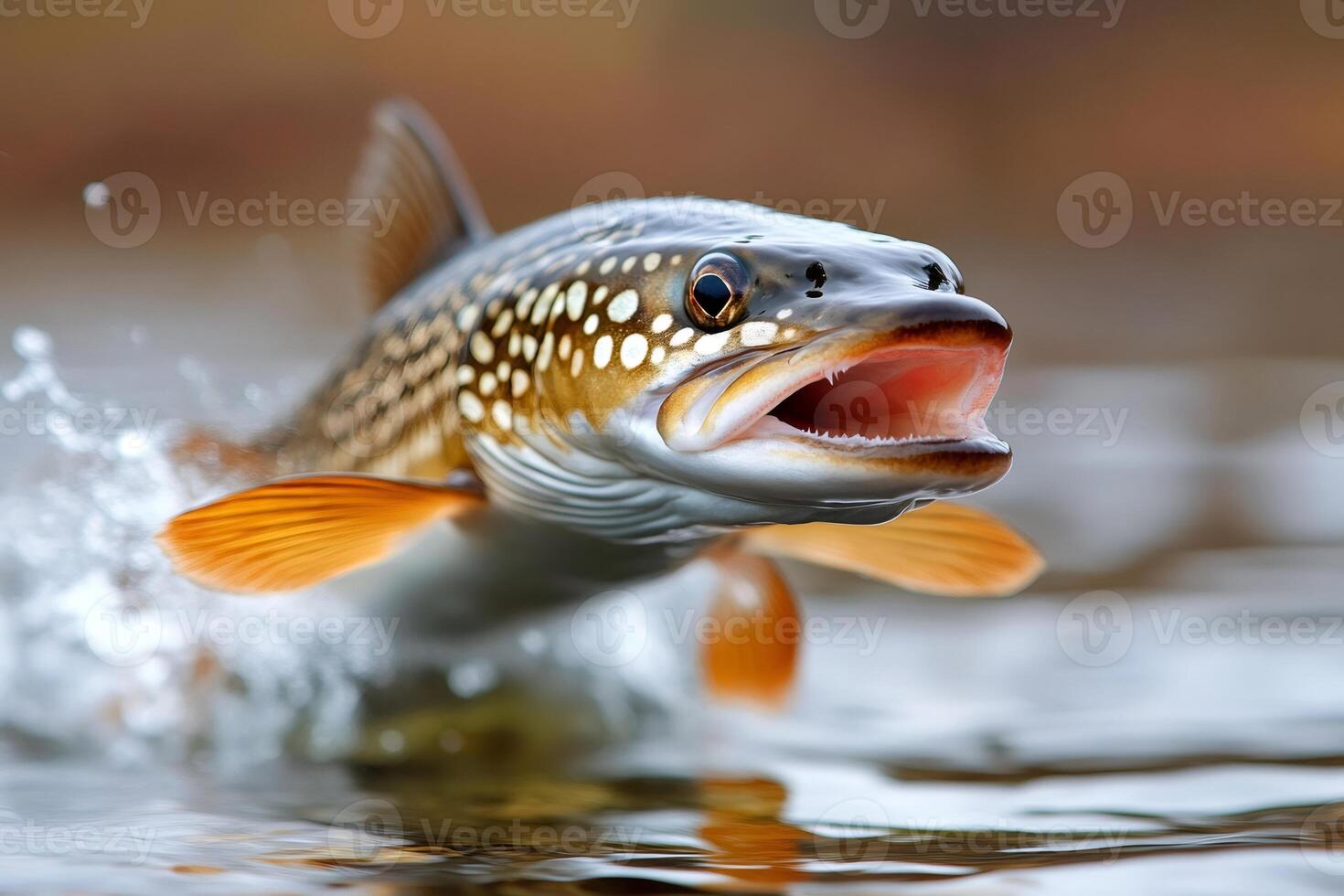 Tiger trout jumping out of water with open mouth photo