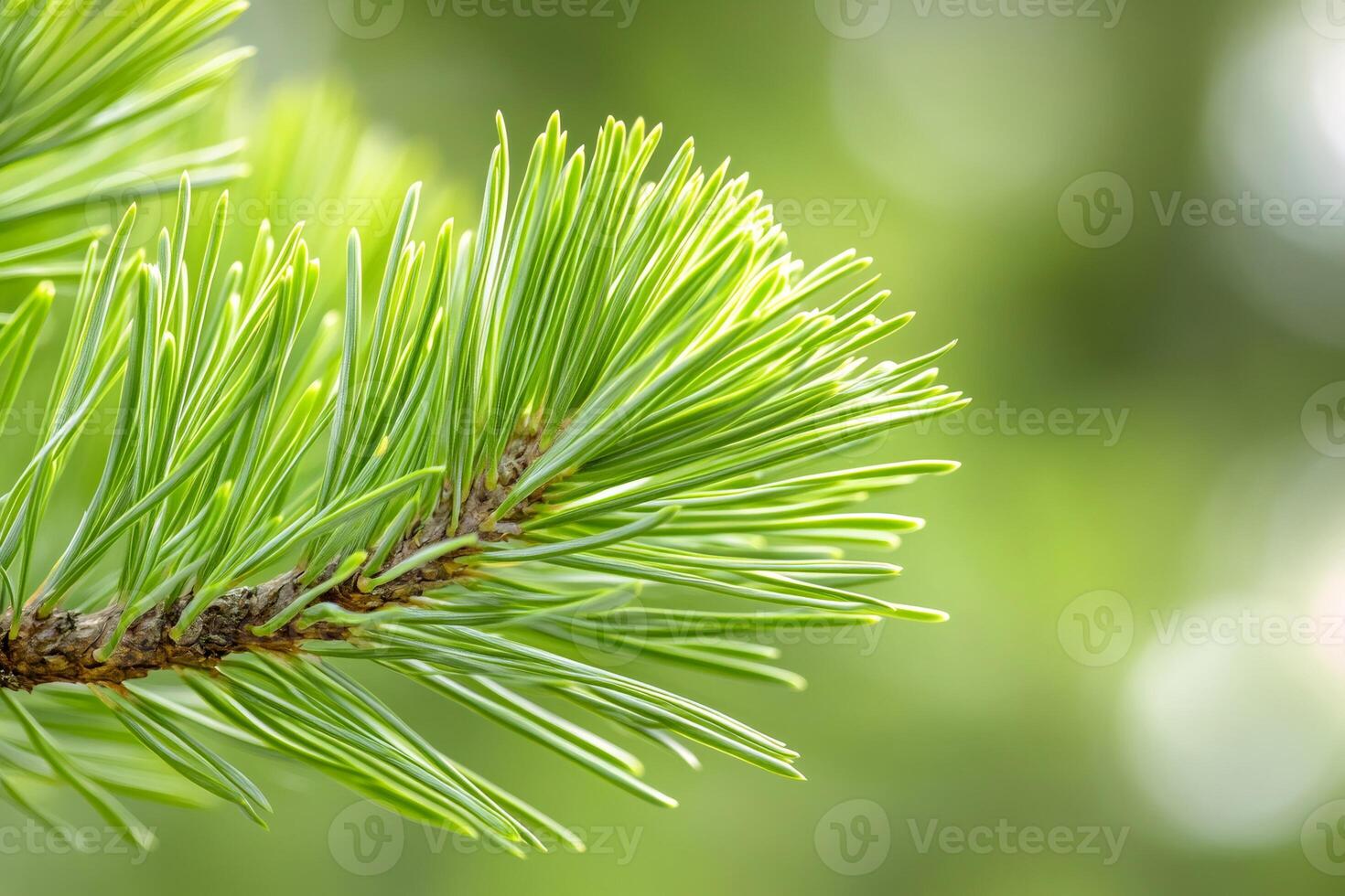 Close-up of fresh green pine needles growing on a branch in spring photo