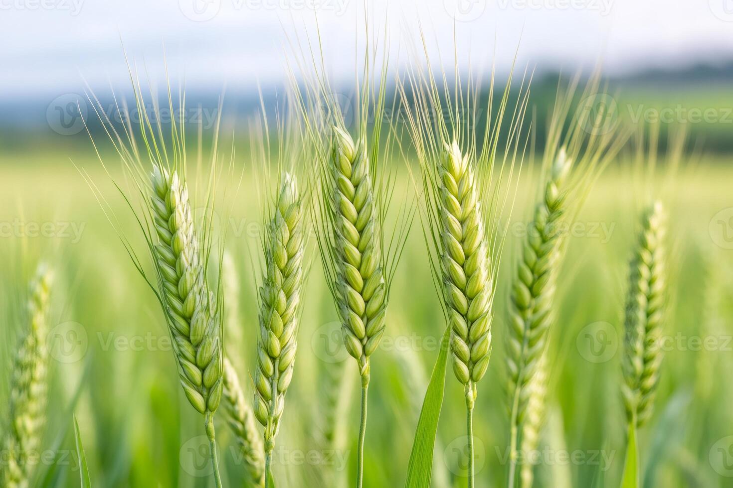 Green wheat growing in a field under a cloudy sky photo