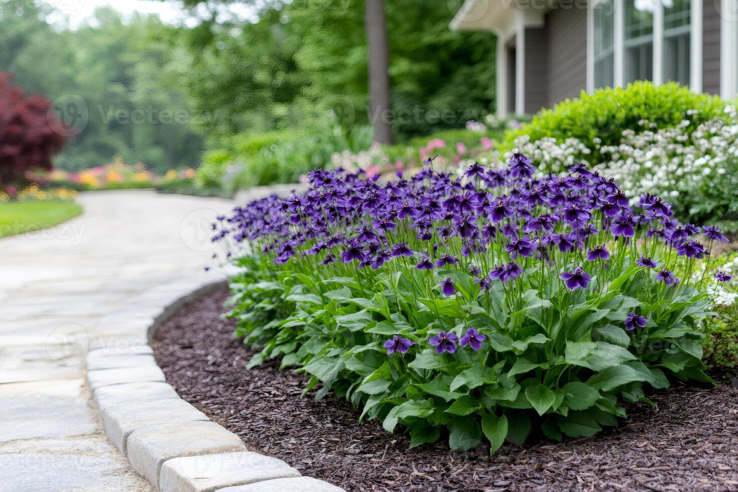 Purple flowers growing along a garden path photo