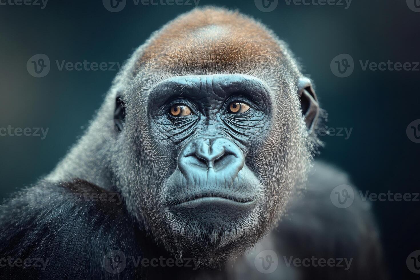 Western lowland gorilla staring with intense expression and dark background photo