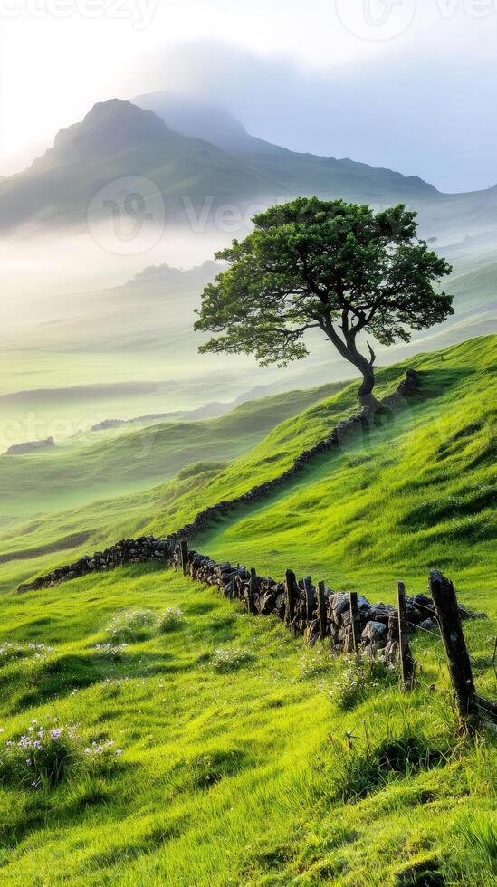 Lonely tree growing on a green hill with stone wall and fog covering the mountain photo
