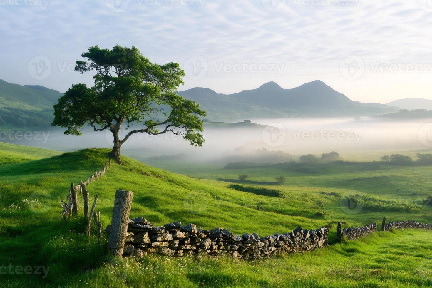 Lone tree standing on a hill in a foggy valley at sunrise photo