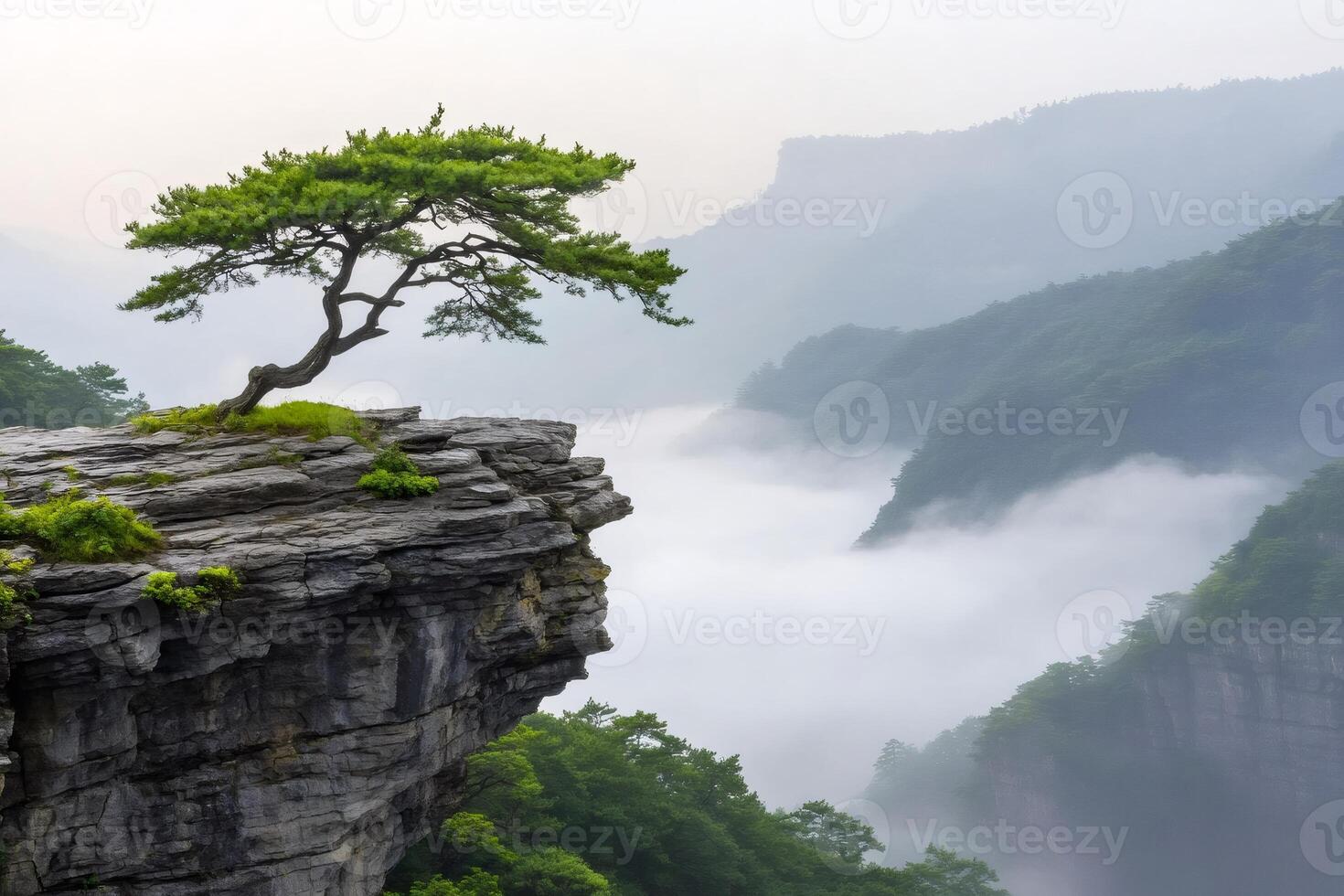 Lonely pine tree growing on a cliff overlooking foggy mountains in South Korea photo