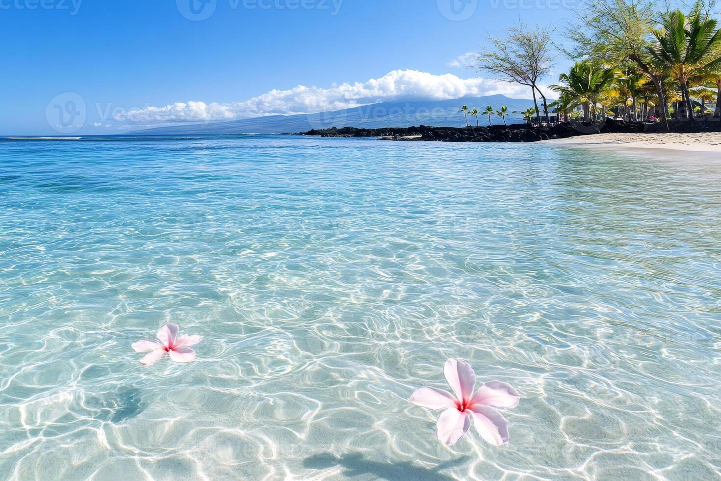 Pink hibiscus flowers floating on crystal clear water in a tropical beach in Hawaii photo