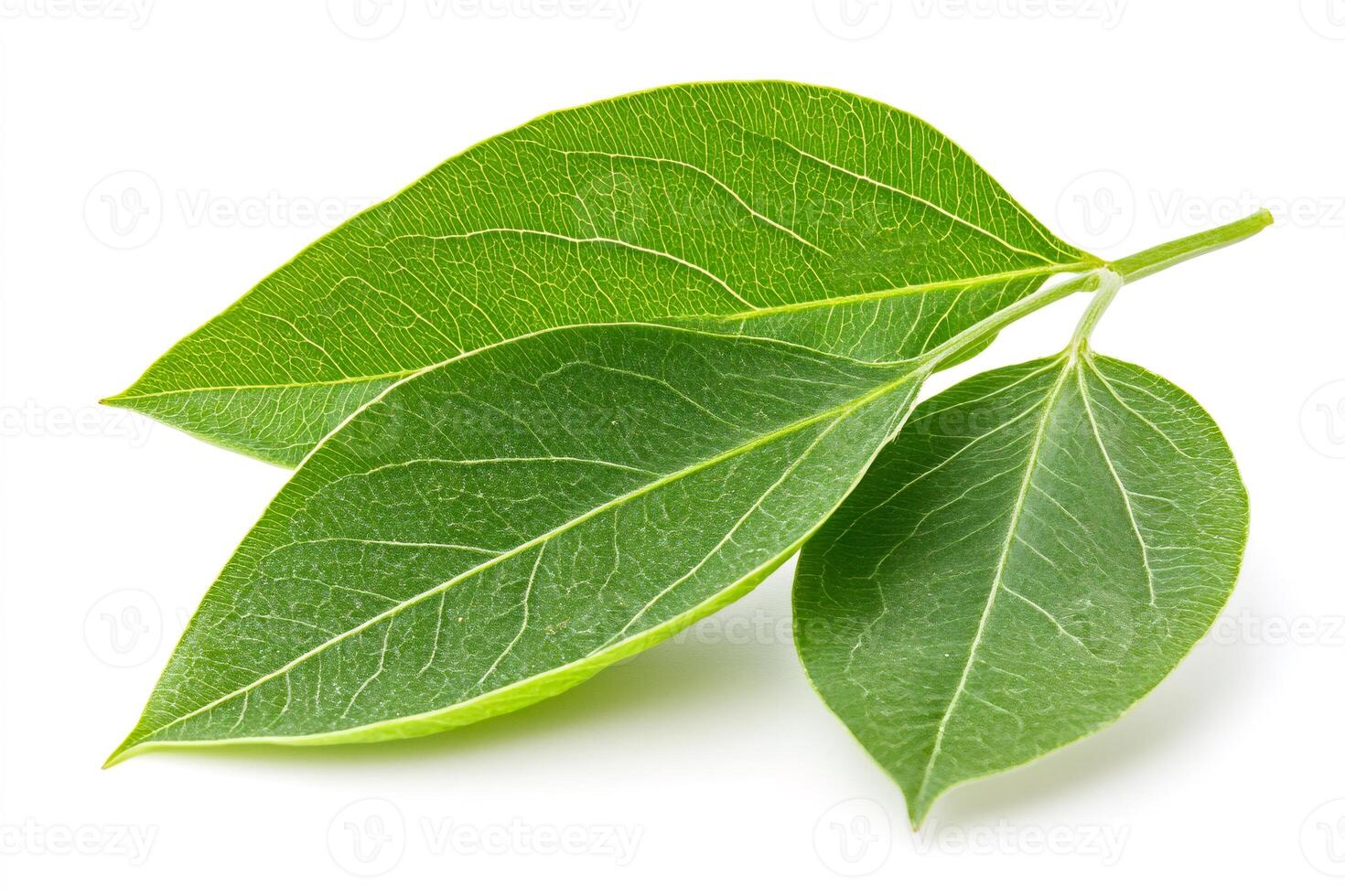Twig with three vibrant green leaves lying on white background photo