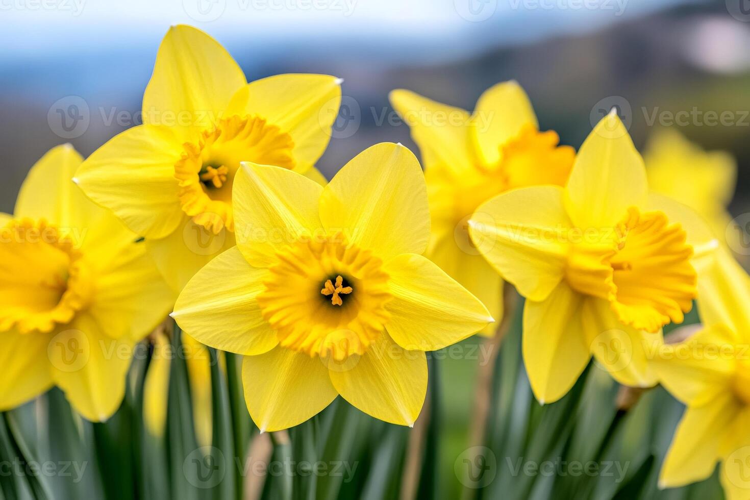 Yellow daffodils blooming in spring, bringing joy and color to the landscape photo