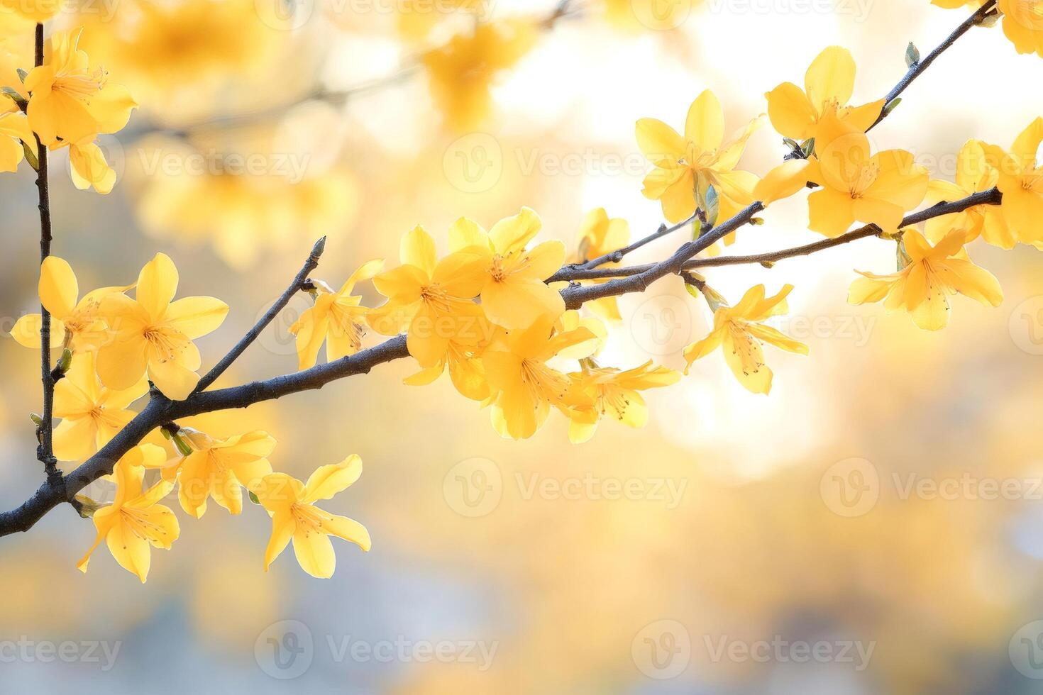 Yellow apricot blossoms blooming on branch in spring photo