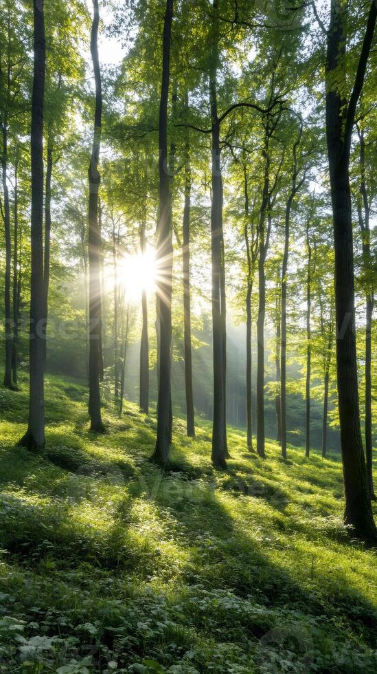 Sunlight shining through trees in green forest photo