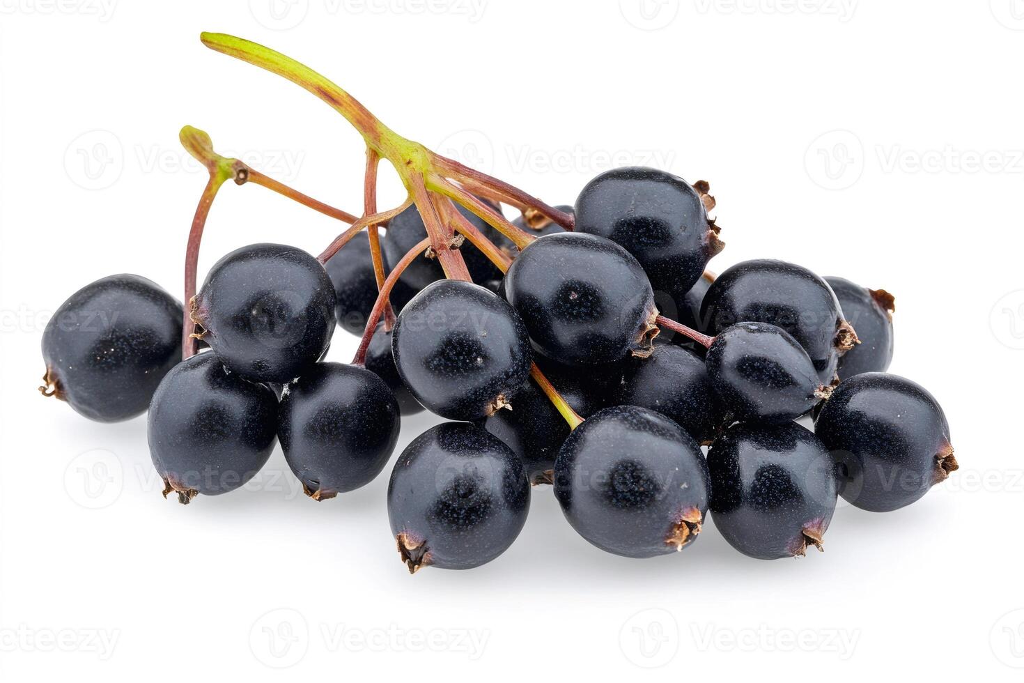 Freshly picked aronia berries showing rich dark color on white background photo
