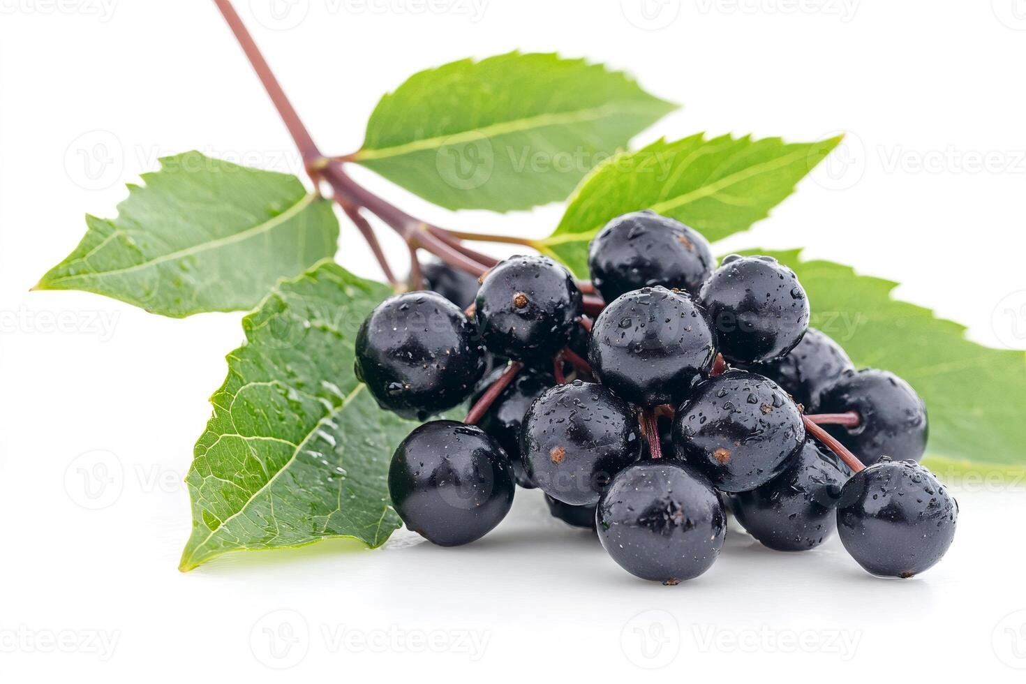 Freshly picked elderberries with leaves resting on white background photo