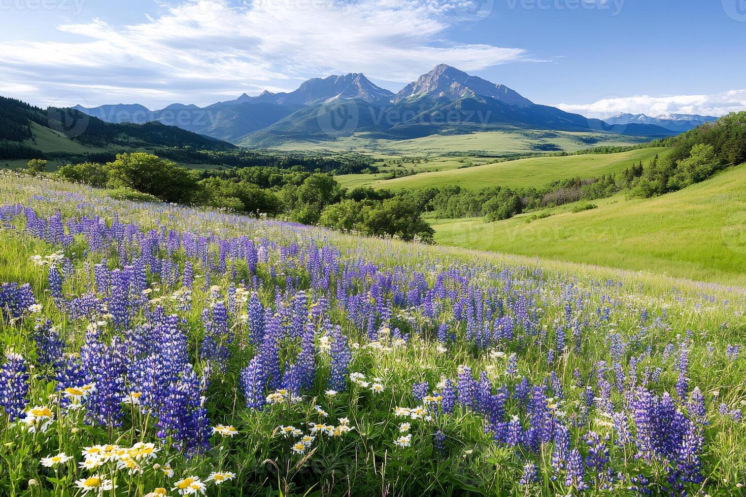 Purple lupins blooming in a field with the Rocky Mountains in the background photo