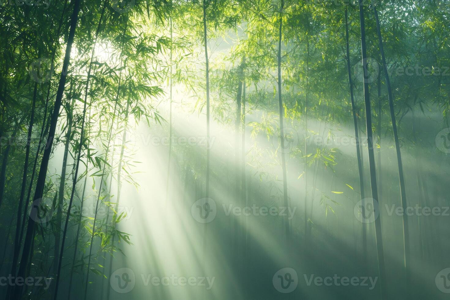 Sunbeams shining through misty bamboo forest creating a magical atmosphere photo