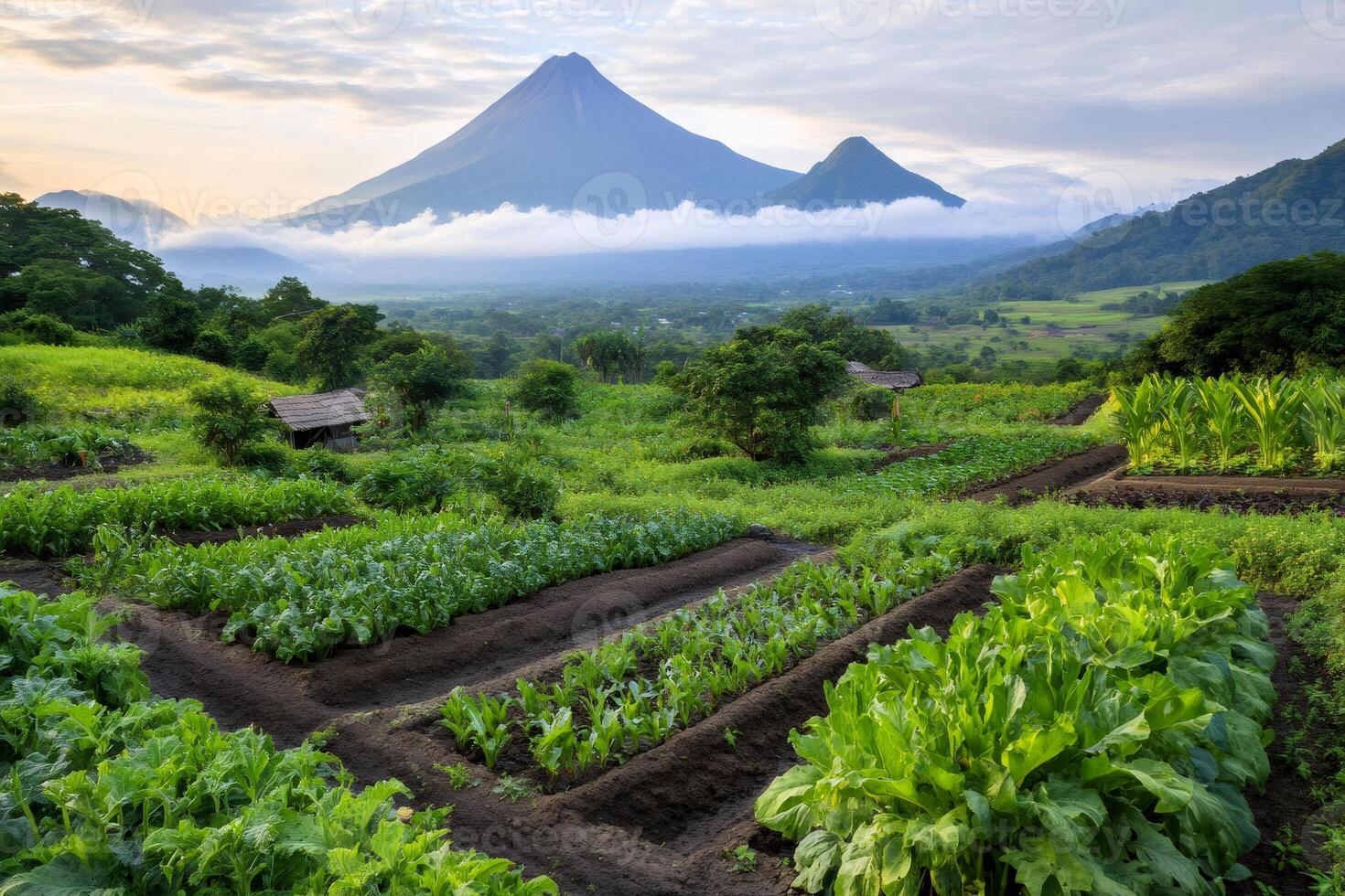 Cultivated fields covering the slopes of Cerro Negro Volcano, Nicaragua photo
