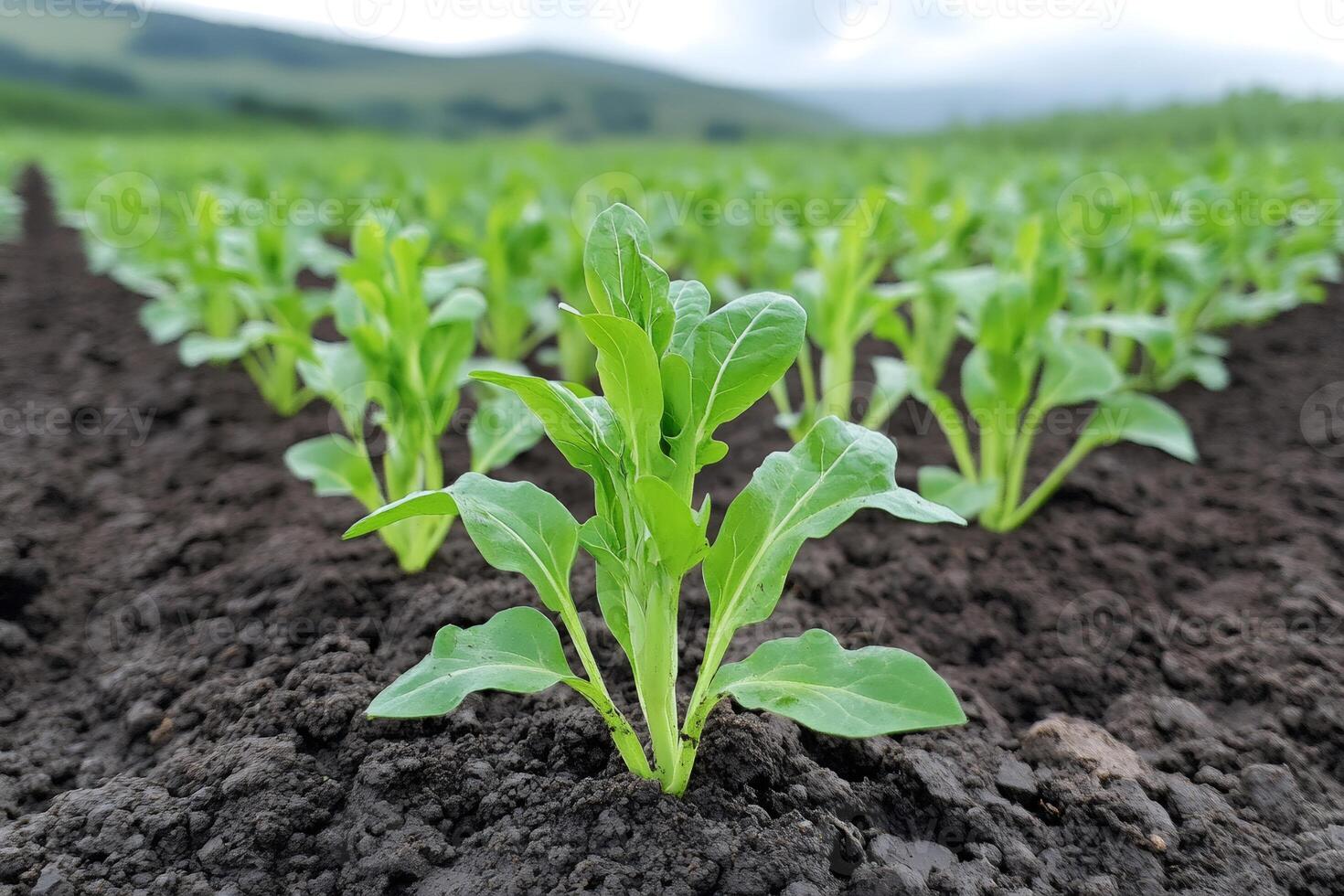 Young sugar beet plants growing in cultivated rows in fertile soil photo