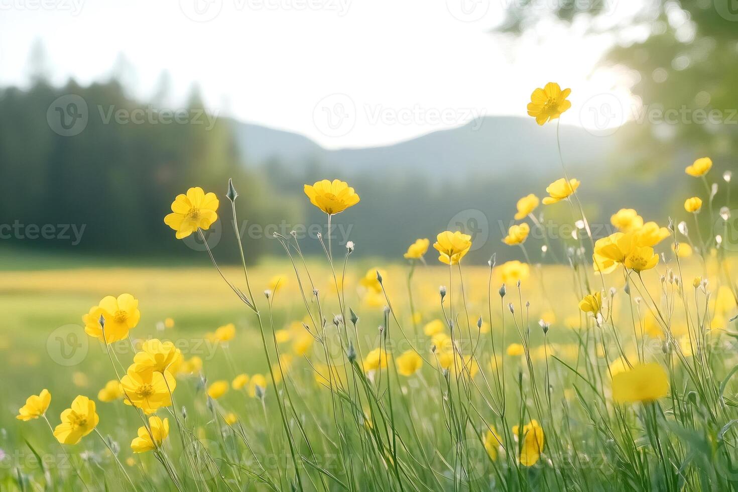 Buttercups blooming in meadow during golden hour sunset photo