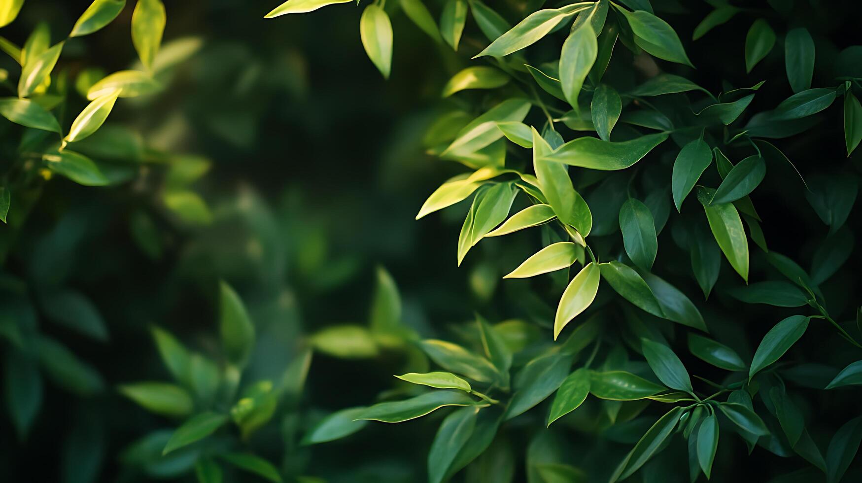 Lush green leaves basking in soft sunlight photo