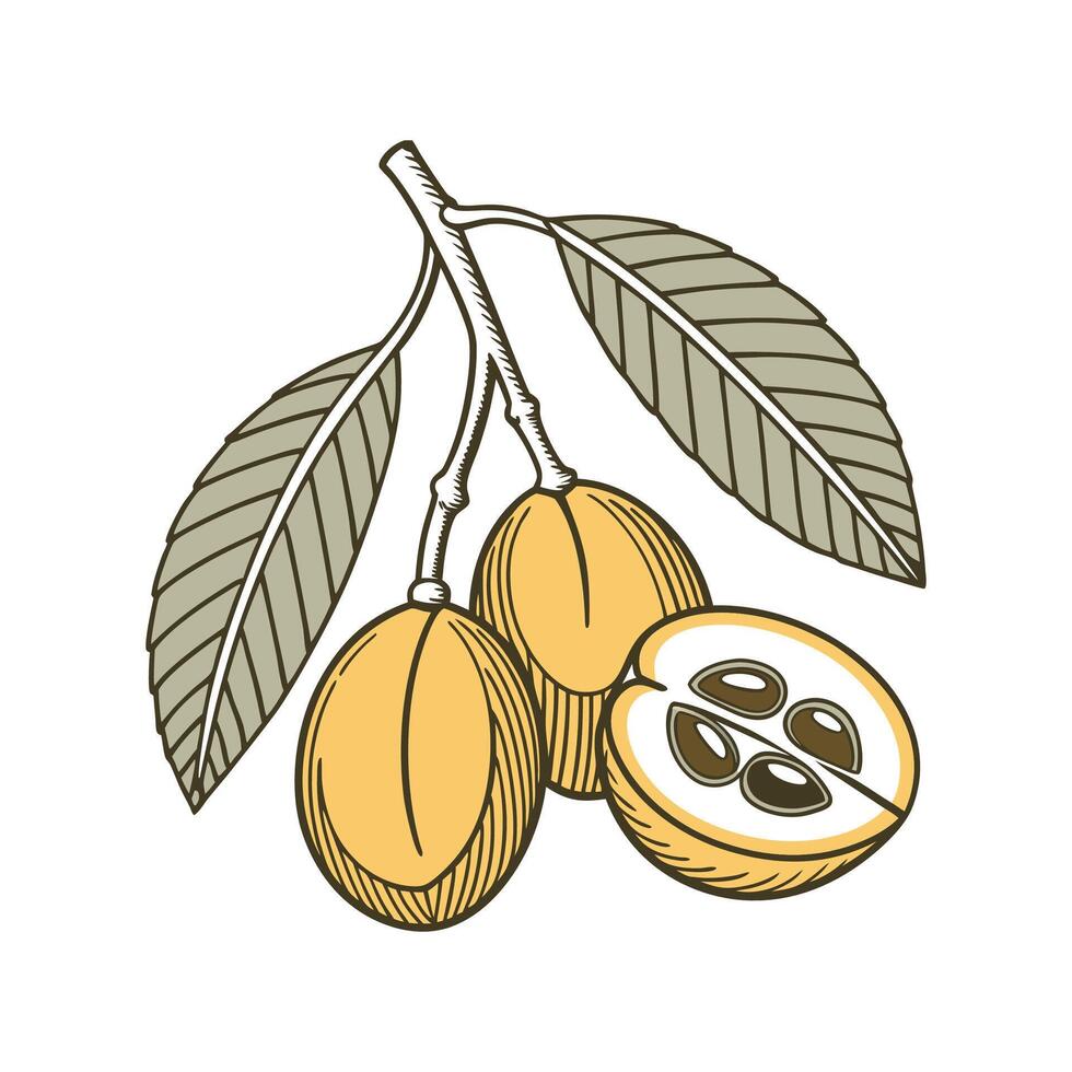 Elegant Loquat Fruit Design for Decor vector