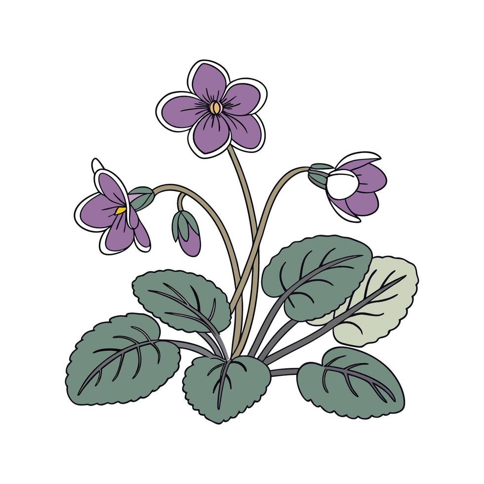Vibrant African Violet Flower Illustration vector