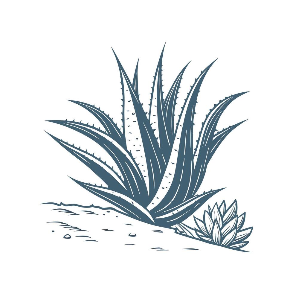 Stylish Agave Plant Botanical Illustration vector