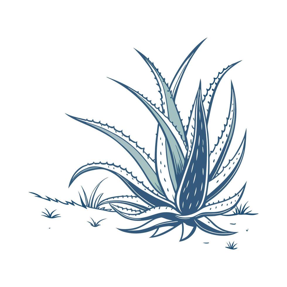 Stylish Aloe Vera Plant Illustration for Decor vector