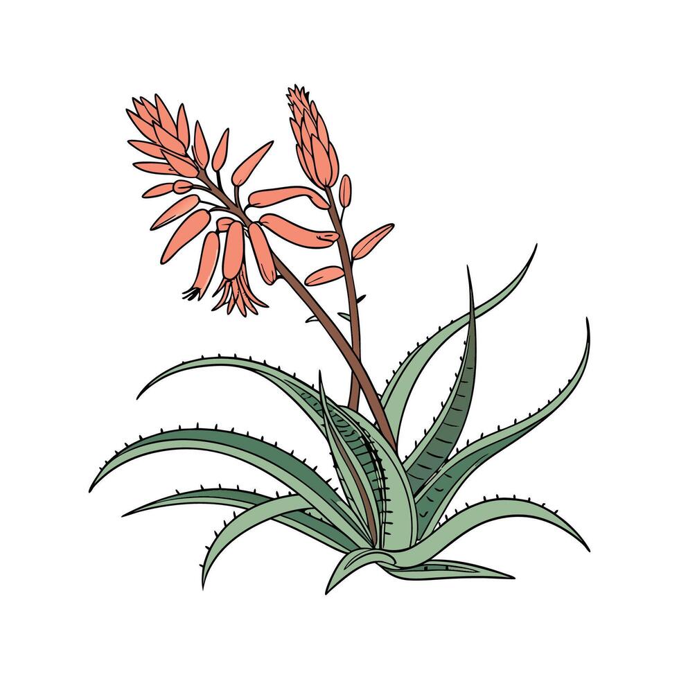 Distinctive Aloe Saponaria Plant Design vector